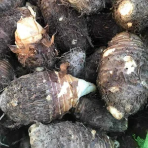 Elephant Ear Taro Bulbs Fresh Edible Yam Tuber for Planting, Edible Seeds Bulbs Taro Esculenta Corms, 2 Lbs for Planting