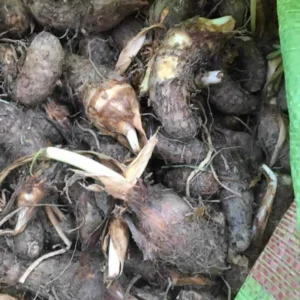 Elephant Ear Taro Bulbs Fresh Edible Yam Tuber for Planting, Edible Seeds Bulbs Taro Esculenta Corms, 2 Lbs for Planting