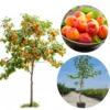 Pack 2 Live Apricot Treess Plants, Apricot Trees for Planting, 1.5 to 2.5 Feet in 4" Pot, Live Apricot Fruit Trees for Outdoor Planting