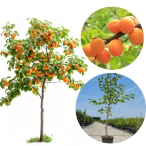 Pack 2 Live Apricot Treess Plants, Apricot Trees for Planting, 1.5 to 2.5 Feet in 4