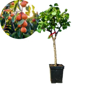 Combo 2 Apricot Trees for Planting, 1 to 2 Years Old, 1.5 to 2.5 Feet Tall, Apricot Fruit Treess Live Plants Outdoor 4 Inches Potted, Sweet Apricot