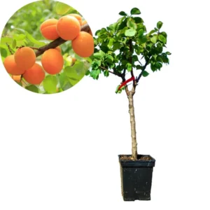 Combo 2 Apricot Trees for Planting, 1 to 2 Years Old, 1.5 to 2.5 Feet Tall, Apricot Fruit Treess Live Plants Outdoor 4 Inches Potted, Sweet Apricot