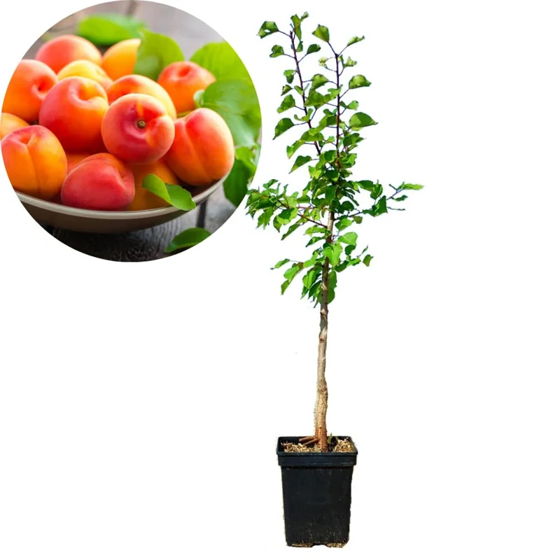 Bundle 3 Apricot Treess Live Plants for Planting, 1.5 to 2.5 Feet Tall in 4" Pot, Apricot Fruit Treess Live Plants, Sweet Apricot Trees for Outdoor Planting