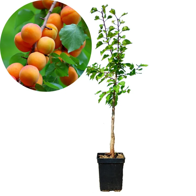 Bundle 3 Apricot Treess Live Plants for Planting, 1.5 to 2.5 Feet Tall in 4" Pot, Apricot Fruit Treess Live Plants, Sweet Apricot Trees for Outdoor Planting