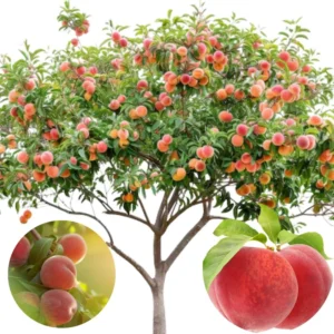 Pack 2 Peach Trees Live Fruit Plant in 4