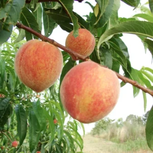 Combo 2 Big Peach Treess Live Plants, Peach Treess for Planting, Cold Hardy, 1 to 2 Year Old Peach Trees, 30 to 35 Inches Tall, Sweet Peach Trees Fruit