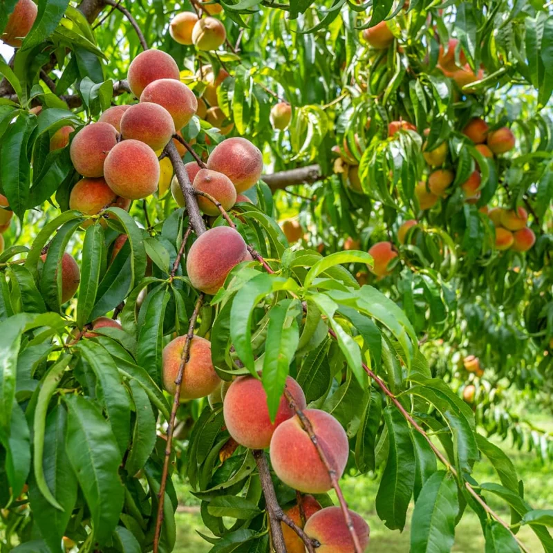 Combo 2 Big Peach Treess Live Plants, Peach Treess for Planting, Cold Hardy, 1 to 2 Year Old Peach Trees, 30 to 35 Inches Tall, Sweet Peach Trees Fruit