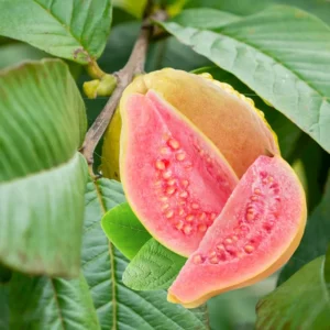 Combo 2 Guava Treess Live Plants in 4 Inches Pot, 8-14 Inches Height, Sweet Guava Treess Planting in Home Gardening and Containers