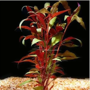 7 Red Telanthera Aquarium Plants Live, Stems, No Root, Fresh Water Aquatic Plants for Pond, Live Plants for Freshwater Aquarium Fish Tanks