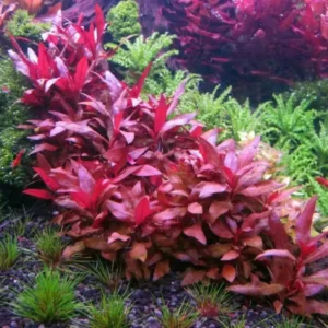 7 Red Telanthera Aquarium Plants Live, Stems, No Root, Fresh Water Aquatic Plants for Pond, Live Plants for Freshwater Aquarium Fish Tanks