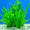 3 Corkscrew Vallisneria Live Plants, Twisted Vertical Leaves Aquarium Plants Live, Fresh Water Aquatic Plants for Pond