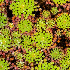 Set of 3 Ludwigia Sedioides Mosaic Plants Live, Live Aquarium Plant Tropical Freshwater Decorations, Fresh Water Aquatic Plants for Pond, Aquarium Plants Live for Tank Beginner