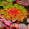 Set of 3 Ludwigia Sedioides Mosaic Plants Live, Live Aquarium Plant Tropical Freshwater Decorations, Fresh Water Aquatic Plants for Pond, Aquarium Plants Live for Tank Beginner