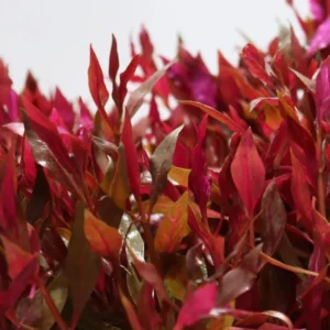 7 Variegated Scarlet Telanthera Aquarium Plants Live, Stems, No Root, Fresh Water Aquatic Plants for Pond, Live Plants for Freshwater Aquarium Fish Tanks