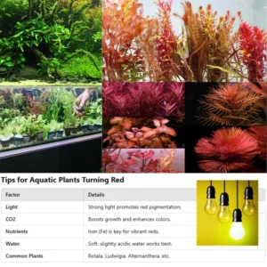 7 Rotala Rotundifolia Live Aquarium Plants Stems, Turn From Green to Red When Bright Light, No Root, Fresh Water Aquatic Plants for Pond, Live Plants for Freshwater Aquarium Fish Tanks