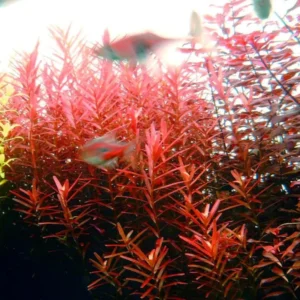 7 Rotala Rotundifolia Live Aquarium Plants Stems, Turn From Green to Red When Bright Light, No Root, Fresh Water Aquatic Plants for Pond, Live Plants for Freshwater Aquarium Fish Tanks