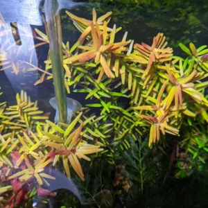 7 Rotala Rotundifolia Live Aquarium Plants Stems, Turn From Green to Red When Bright Light, No Root, Fresh Water Aquatic Plants for Pond, Live Plants for Freshwater Aquarium Fish Tanks