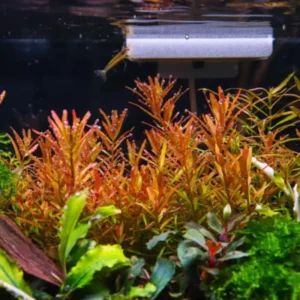 7 Rotala Rotundifolia Live Aquarium Plants Stems, Turn From Green to Red When Bright Light, No Root, Fresh Water Aquatic Plants for Pond, Live Plants for Freshwater Aquarium Fish Tanks