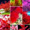 7 Mix Red Aquarium Plants Live Stems, No Root, Fresh Water Aquatic Plants for Pond, Live Plants for Freshwater Aquarium Fish Tanks