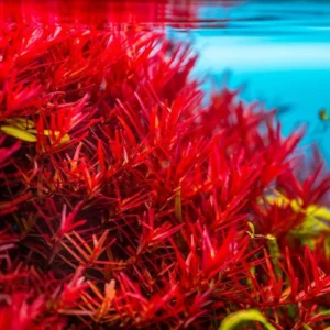 Combo 7 Mix Aquarium Plants Live Stems, No Root, Red Color When Bright Light Fresh Water Aquatic Plants for Pond, Live Plants for Freshwater Aquarium Fish Tanks