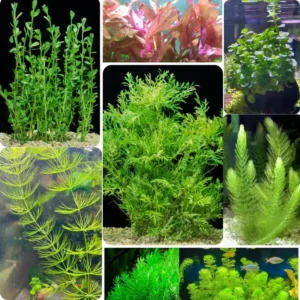 7 Mix Green Aquarium Plants Live Stems, No Root, Fresh Water Aquatic Plants for Pond, Live Plants for Freshwater Aquarium Fish Tanks