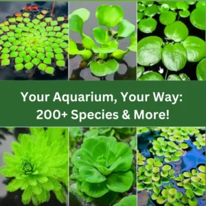 7 Mix Green Aquarium Plants Live Stems, No Root, Fresh Water Aquatic Plants for Pond, Live Plants for Freshwater Aquarium Fish Tanks