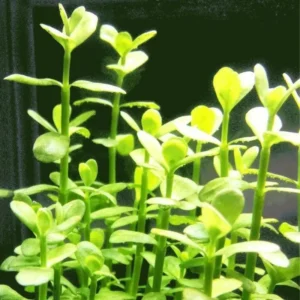 7 Mix Green Aquarium Plants Live Stems, No Root, Fresh Water Aquatic Plants for Pond, Live Plants for Freshwater Aquarium Fish Tanks