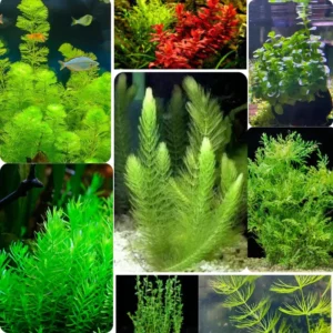 Mix 7 Aquarium Plants Live Stems, No Root, Fresh Water Aquatic Plants for Pond, Green Aquatic Live Plants for Freshwater Aquarium Fish Tanks