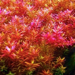 7 Green to Red Rotala Rotundifolia Aquarium Plants Live, Stems, No Root, Fresh Water Aquatic Plants for Pond, Live Plants for Freshwater Aquarium Fish Tanks