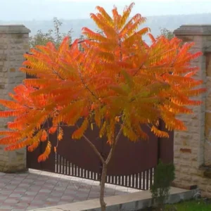 2 Sumac Trees Live Plants Bareroots, 12-18 Inches Tall, Priarie Flame-Leaf Sumac Change Color In Fall, Deciduous Shrub Small Tree Plant for Garden