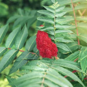 2 Sumac Trees Live Plants Bareroots, 12-18 Inches Tall, Priarie Flame-Leaf Sumac Change Color In Fall, Deciduous Shrub Small Tree Plant for Garden