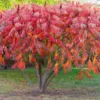 2 Sumac Trees Live Plants Bareroots, 12-18 Inches Tall, Priarie Flame-Leaf Sumac Change Color In Fall, Deciduous Shrub Small Tree Plant for Garden