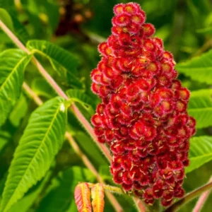 2 Sumac Trees Live Plants Bareroots, 12-18 Inches Tall, Priarie Flame-Leaf Sumac Change Color In Fall, Deciduous Shrub Small Tree Plant for Garden