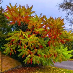 2 Sumac Trees Live Plants Bareroots, 12-18 Inches Tall, Priarie Flame-Leaf Sumac Change Color In Fall, Deciduous Shrub Small Tree Plant for Garden