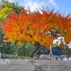 2 Sumac Trees Live Plants Bareroots, 12-18 Inches Tall, Priarie Flame-Leaf Sumac Change Color In Fall, Deciduous Shrub Small Tree Plant for Garden
