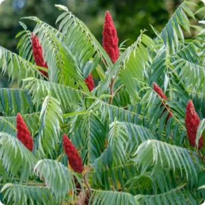 2 Sumac Trees Live Plants Bareroots, 12-18 Inches Tall, Priarie Flame-Leaf Sumac Change Color In Fall, Deciduous Shrub Small Tree Plant for Garden