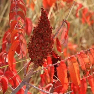 2 Sumac Trees Live Plants Bareroots, 12-18 Inches Tall, Priarie Flame-Leaf Sumac Change Color In Fall, Deciduous Shrub Small Tree Plant for Garden