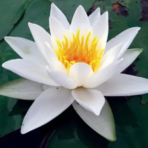 Water Lily Plant Live Full Grown or Large Bulb, Nymphaea Plant Live, Winter Cold Hardy Water Lily Flowers, Aquarium Plants Live, Fresh Water Aquatic Plants for Pond