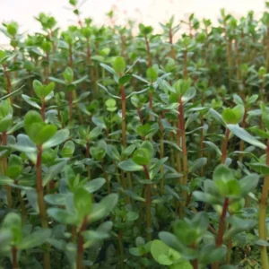 Live Aquarium Plants Freshwater for Tank Beginner, Aquarium Plants Live, Fresh Water Aquatic Plants for Pond