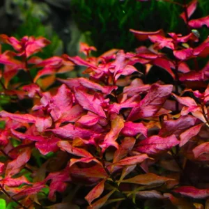 Live Aquarium Plants Freshwater for Tank Beginner, Aquarium Plants Live, Fresh Water Aquatic Plants for Pond