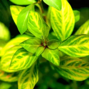 Live Aquarium Plants Freshwater for Tank Beginner, Aquarium Plants Live, Fresh Water Aquatic Plants for Pond