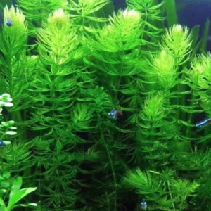 Live Aquarium Plants Freshwater for Tank Beginner, Aquarium Plants Live, Fresh Water Aquatic Plants for Pond