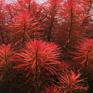 Live Aquarium Plants Freshwater for Tank Beginner, Aquarium Plants Live, Fresh Water Aquatic Plants for Pond