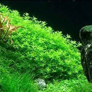 Set of Live Aquarium Plant Tropical Freshwater Decorations, Fresh Water Aquatic Plants for Pond, Aquarium Plants Live for Tank Beginner