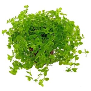 Pack Aquarium Plants Live Tropical Freshwater Decorations, Easy for Tank Beginner, Aquatic Plants for Pond