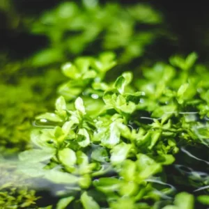 Live Aquarium Plants Stems Freshwater for Tank Beginner, Fresh Water Aquatic Plants for Pond, Aquarium Plants Live, Easy to Plant in Tank