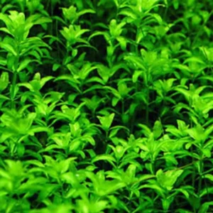 Live Aquarium Plants Stems Freshwater for Tank Beginner, Fresh Water Aquatic Plants for Pond, Aquarium Plants Live, Easy to Plant in Tank