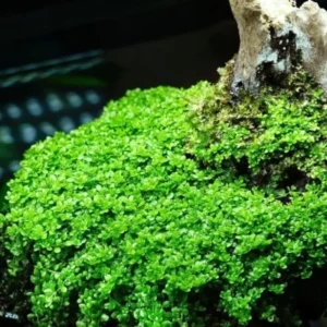 Live Aquarium Plants Stems Freshwater for Tank Beginner, Fresh Water Aquatic Plants for Pond, Aquarium Plants Live, Easy to Plant in Tank