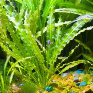 Live Aquarium Plants Stems Freshwater for Tank Beginner, Fresh Water Aquatic Plants for Pond, Aquarium Plants Live, Easy to Plant in Tank