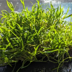 Set of Live Aquarium Plants Stems, Freshwater Decorations Tropical, Fresh Water Aquatic Plants for Pond, Aquarium Plants Live for Tank Beginner